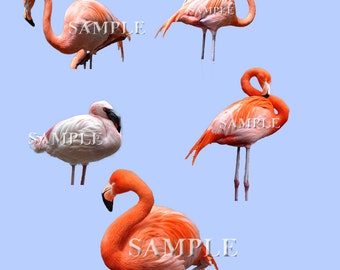 Flamingo overlays