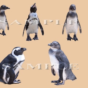 Penguin PNG Overlays