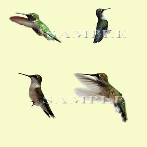 Hummingbird PNG file overlays