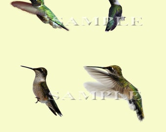 Hummingbird PNG file overlays