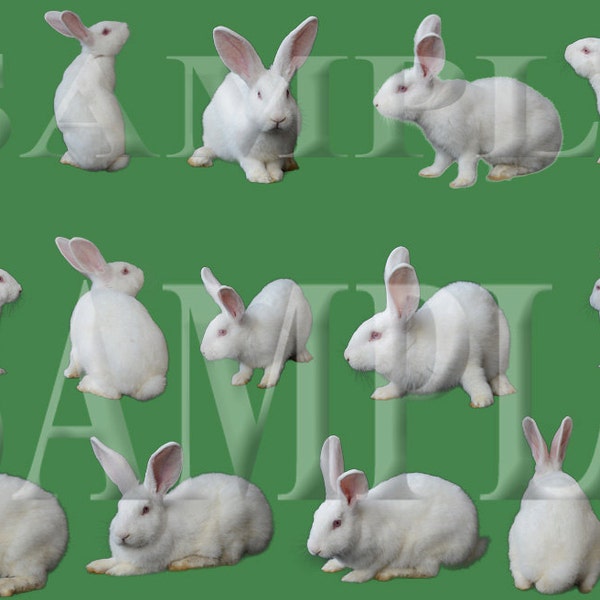 15 White Rabbit PNG overlay files