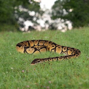 21 python overlays afbeelding 3