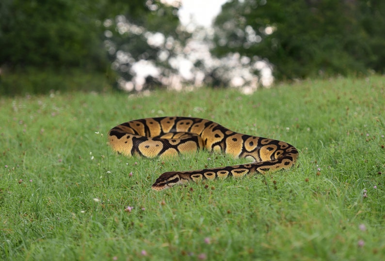 21 python overlays afbeelding 3