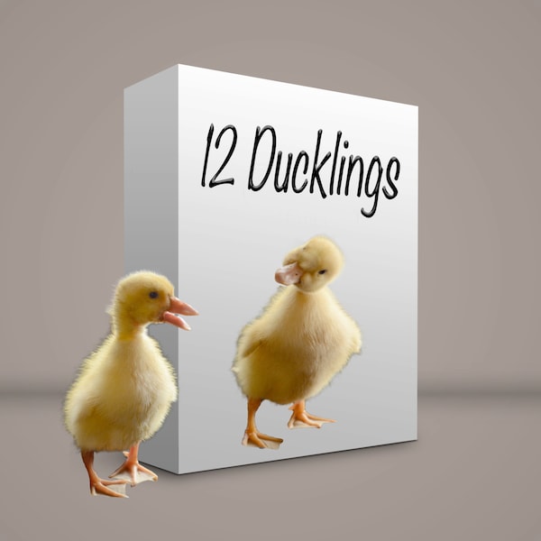 A dozen fuzzy duckling overlay PNG files.