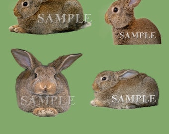 Konijnen PNG bestand overlay