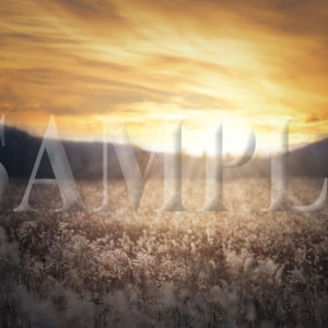 Sunset field digital backdrop
