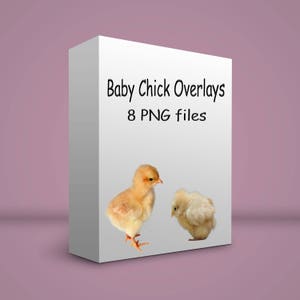8 chick overlays PNG files