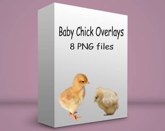 8 chick overlays PNG-bestanden