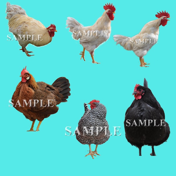 Chicken and Rooster overlays