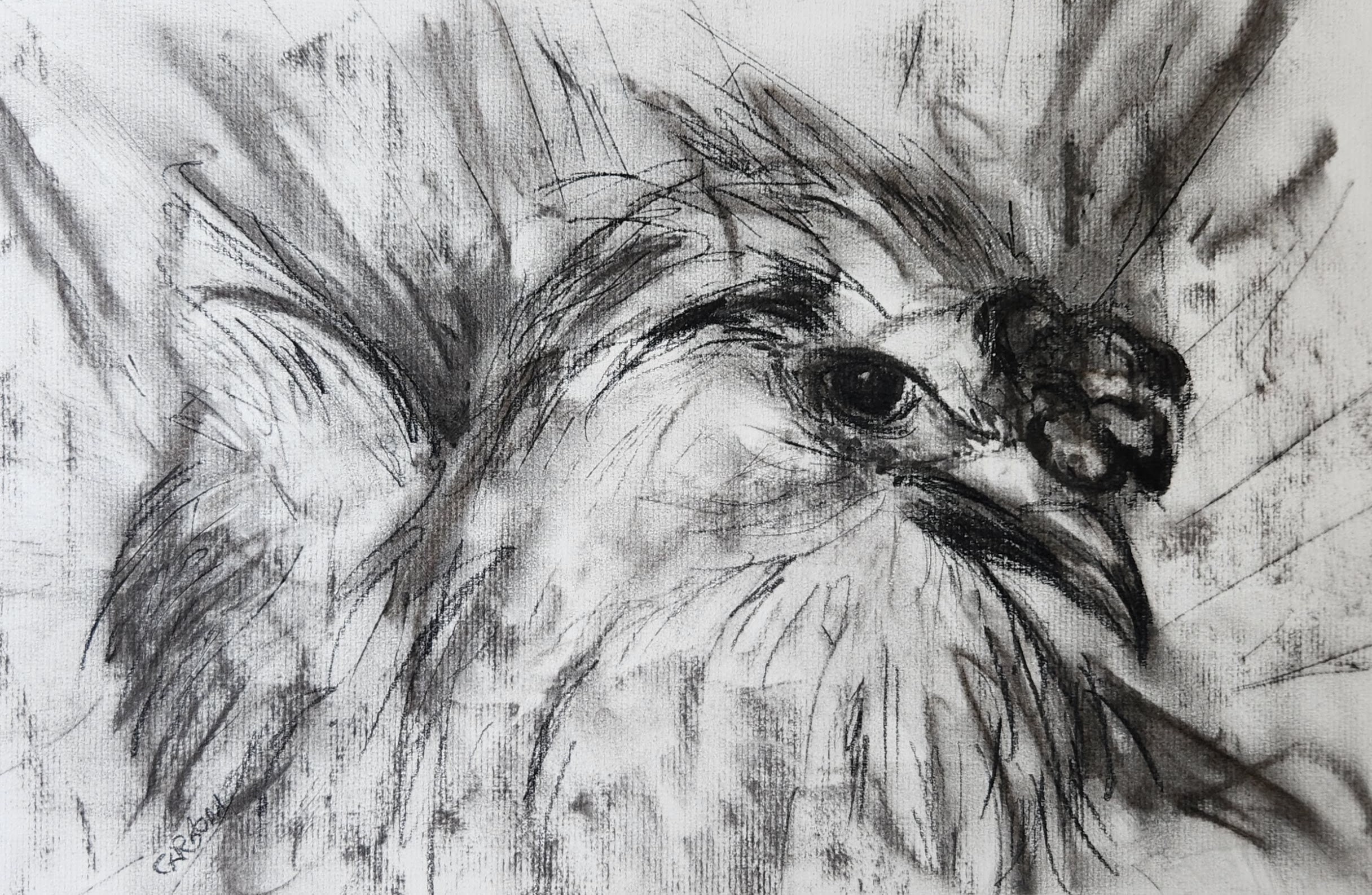 Sizzling Birds Charcoal Chicken The Mind Of A Chef New Releases