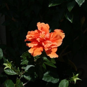 Hibiscus in full bloom