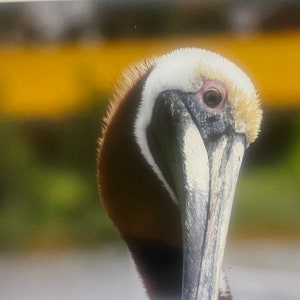 Brown Pelican, head shoot, cedar Key, Florida. B0000058