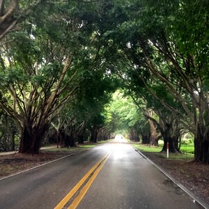 Op de afbeelding: Een lange, geplaveide weg die aan beide kanten is beplant met bomen die een bladerdak vormen. De weg is leeg en het licht aan het einde van de weg is helder.