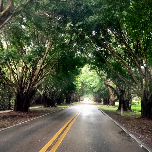 Bridge Rd tree canopy looking west, Hobe Sound, Fl, photograph, color print, various sizes & framing available please contact me.