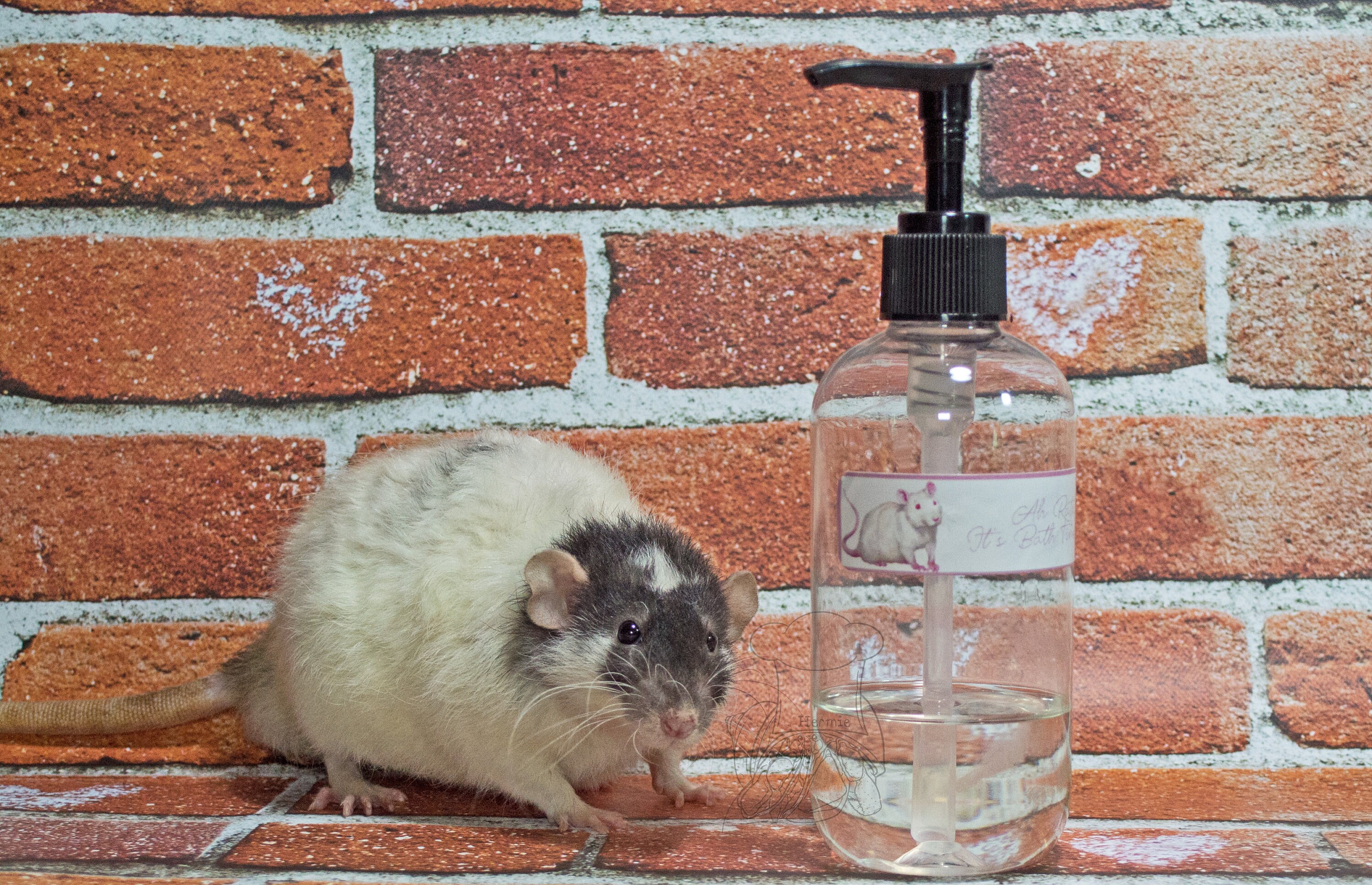 Ah Rats It's Bath Time Rat Shampoo Etsy