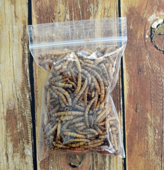 Mealworms Hermit Crab Food Organic Hermit Crab Pet Etsy