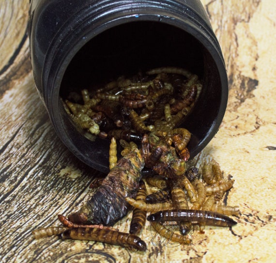 Wir Sind Auf Gute Wurmer Mix Igel Futter Etsy