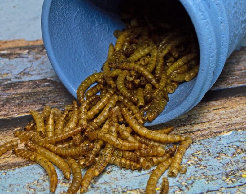Mealworms Hermit Crab Food Etsy