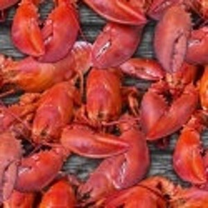 Food Fabric by the yard, A La Carte Lobster "Shello" by Windham, fat quarters & yardage available