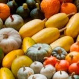 Food Fabric by the yard, A La Carte Gourds "Full of Gourdness" by Windham, fat quarters & yardage available