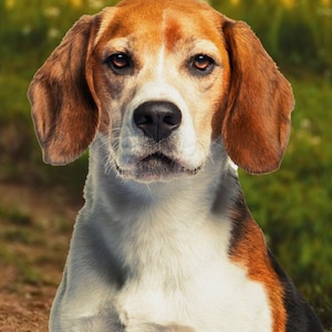Puede incluir: Un perro beagle marrón y blanco con ojos marrones y una expresión seria. El perro está mirando directamente a la cámara.