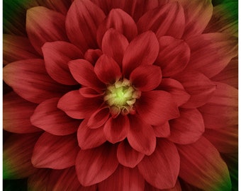 Scarlet Dream Big Flower Fabric Panel / Scarlet Quilt Panel / Hoffman Dream Big  43" Square / Fabric by the panel  / Floral Quilt Panels