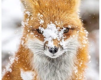 Fox with Snow  32"  Panel Call of the Wild by Hoffman California Fabrics  Quilt Fabric Panel / Call of the Wild Quilting Fabric Panel