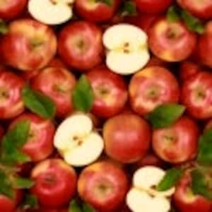 Food Fabric by the yard, A La Carte Apples "Apple a Day" by Windham, fat quarters & yardage available