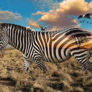 Hoffman Call of the Wild Zebra Panel Fabric Panel Quilt Panel / Call of the Wild African Safari 28&quot; Fabric Panel / Quilting Fabric Panels