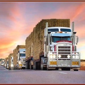 May include: A long line of semi-trucks hauling bales of hay down a highway at sunset. The lead truck is white with a red stripe and the words "Road Train" on the back.