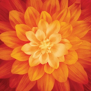 Fire Dream Big Fabric Panel / Floral Quilt Panel / Hoffman Dream Big  Exclusively for SewWhatQuiltShop 42&quot; Square Floral Quilt Panels