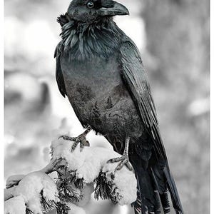 Raven Fabric Panel / Black Raven Bird - Call of The Wild  33.5&quot; Panel Call of the Winter Panel by Hoffman Quilting Fabric Panels