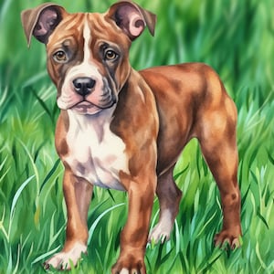 Puede incluir: Un cachorro de pit bull marrón y blanco de pie en hierba verde alta. El cachorro está mirando a la cámara con la lengua ligeramente fuera.