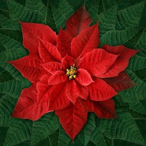 Dream Big Holiday Fabric Panel, Red Poinsettia Quilt Panel / Hoffman California Spectrum 43&quot; Square Fabric by the panel / Floral Quilt Panel