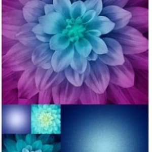Panel de tela digital Aurora Kablooms / Panel de edredón Aurora Flower / Hoffman Dream Big 43x27 / Exclusivamente para SewWhatQuiltShop