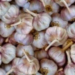 Food Fabric by the yard, A La Carte Garlic "Vampires Beware" by Windham, fat quarters & yardage available