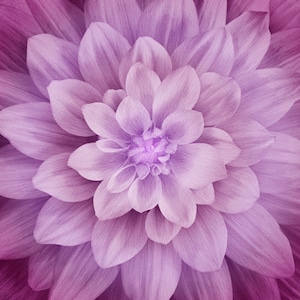 Magenta Dream Big Fabric Panel / Magenta Flower Quilt Panel / Hoffman Dream Big  43&quot; Square / Fabric by the panel  / Floral Quilt Panels
