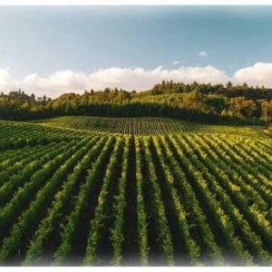 Panneau de tissu Vineyard Through The Vine 31"/Panneau de tissu de courtepointe Vineyard Wine de Hoffman California Fabrics