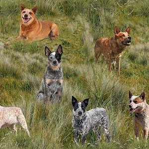 Pode incluir: Uma coleção de cães de gado australianos num campo gramado. Os cães variam em cor, incluindo padrões de pastor vermelho e azul. Alguns estão deitados, enquanto outros estão em pé ou sentados, mostrando suas expressões atentas.