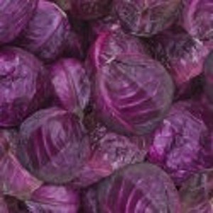 Food Fabric by the yard, A La Carte Cabbage "Purple Reign" by Windham, fat quarters & yardage available