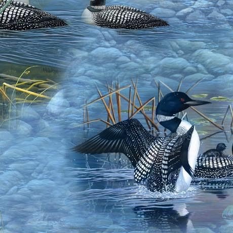 Tkanina Loons on Water Scenic / Lakeside Loons Loon Scenic na niebieskiej tkaninie firmy QT Fabrics Dostępne tkaniny w metrażu i w ćwiartkach