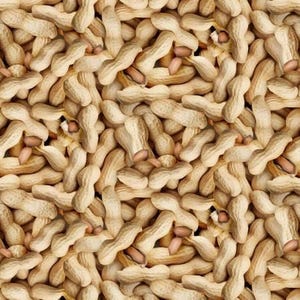 Tessuto di arachidi con guscio, noci miste, cibo / La vita segreta degli scoiattoli di Clothworks / Tessuto di arachidi con snack, noci miste, metraggio e quarti di grasso