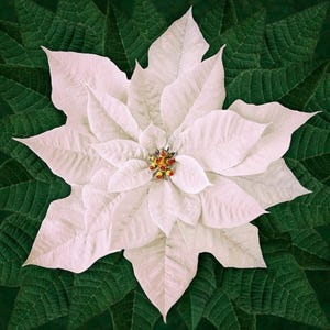 Dream Big Holiday Fabric Panel, White Poinsettia Panel / Hoffman California Spectrum 43&quot; Square Fabric by the panel / Floral Quilt Panel