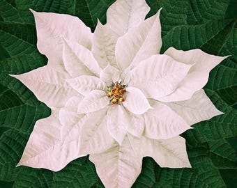 Dream Big Holiday Fabric Panel, White Poinsettia Panel / Hoffman California Spectrum 43&quot; Square Fabric by the panel / Floral Quilt Panel