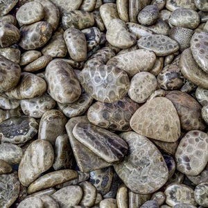 Petoskey Rocks Fabric Toss / Stones Fabric / This & That from QT Fabrics /  River Rock Fabric All Over / Yardage and Fat Quarters Available