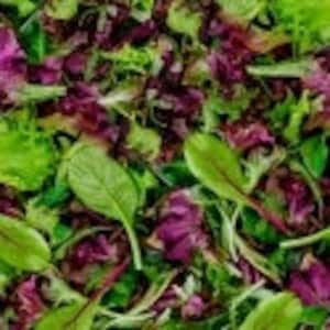 Food Fabric by the yard, A La Carte  Field Greens "Lettuce Entertain You" by Windham, fat quarters & yardage available