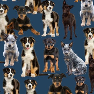 May include: A repeating pattern on a dark blue background featuring various dog breeds including Australian Cattle Dogs, Rottweilers, and Australian Shepherds in different poses such as sitting, standing, and lying down with diverse coat colors.