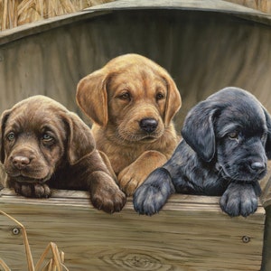 Puede incluir: Tres cachorros de Labrador Retriever, uno marrón, uno negro y uno amarillo, están sentados en una caja de madera. Están mirando a la cámara con expresiones curiosas.
