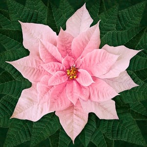 Dream Big Holiday Fabric Panel, Pink Poinsettia Panel / Hoffman California Spectrum 43&quot; Square Fabric by the panel / Floral Quilt Panel