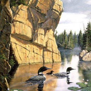 Still Waters Naturescapes Loons and Lilly Pads 30&quot; x 43&quot; paneel door Northcott / verkocht per paneel